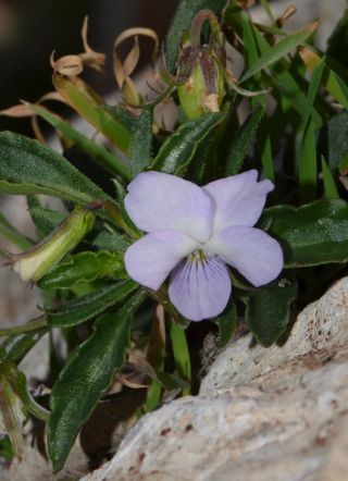 Viola arborescens L. [4/10]