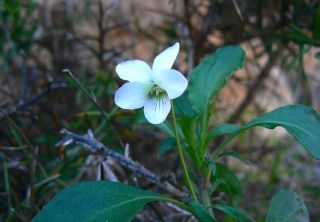 Viola arborescens L. [1/10]