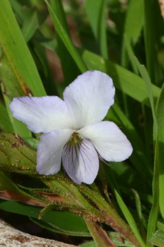 Viola arborescens L. [3/10]