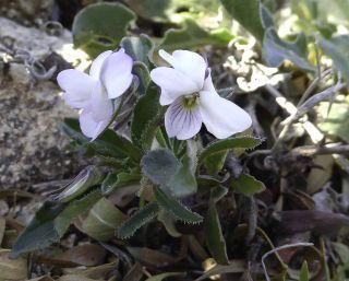 Viola arborescens L. [5/10]