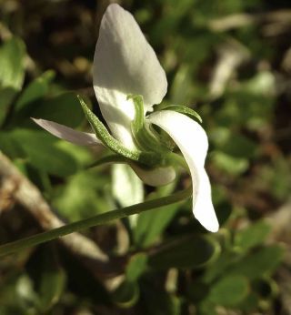 Viola arborescens L. [6/10]