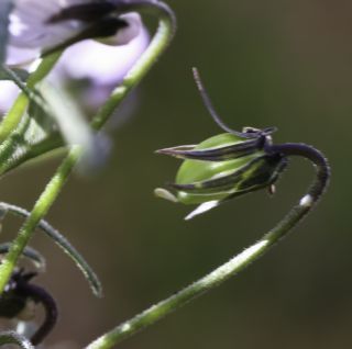 Viola arborescens L. [10/10]