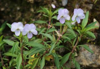Viola arborescens L. [11/13]