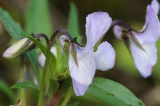 Viola arborescens L. [12/13]