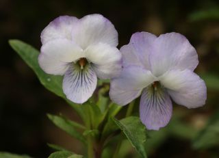 Viola arborescens L. [13/13]