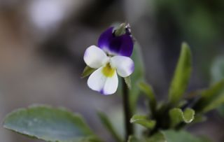 Viola subatlantica (Maire) Ibn Tattou [2/8]