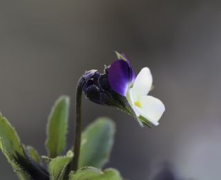 Viola subatlantica (Maire) Ibn Tattou [5/8]