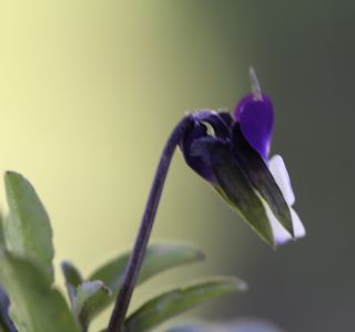 Viola subatlantica (Maire) Ibn Tattou [8/8]