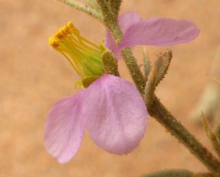 Fagonia indica Burm. f. [6/6]