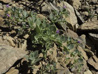 Fagonia latifolia Delile subsp. latifolia [1/11]