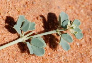 Seetzenia lanata (Willd.) Bullock [8/13]