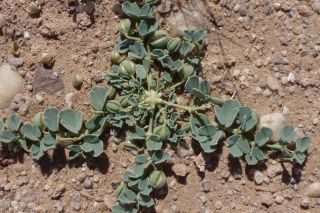 Seetzenia lanata (Willd.) Bullock [1/13]