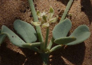 Seetzenia lanata (Willd.) Bullock [2/13]