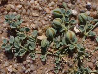 Seetzenia lanata (Willd.) Bullock [3/13]