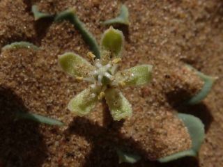 Seetzenia lanata (Willd.) Bullock [4/13]