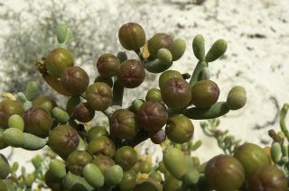 Tetraena fontanesii (Webb & Berthel.) Beier & Thulin [3/5]