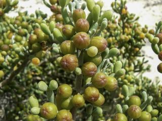 Tetraena fontanesii (Webb & Berthel.) Beier & Thulin [4/5]