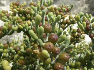 Tetraena fontanesii (Webb & Berthel.) Beier & Thulin [5/5]