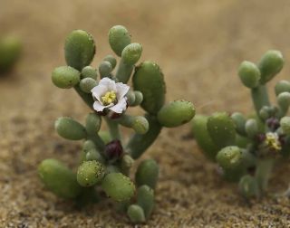 Tetraena gaetula (Emb. & Maire) Beier & Thulin [1/17]