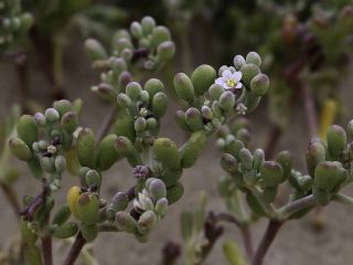 Tetraena gaetula (Emb. & Maire) Beier & Thulin [7/17]