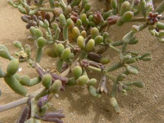 Tetraena gaetula (Emb. & Maire) Beier & Thulin [8/17]