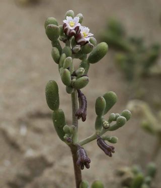 Tetraena gaetula (Emb. & Maire) Beier & Thulin [17/17]