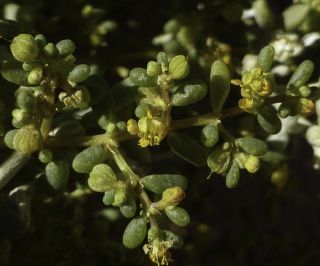 Tetraena simplex (L.) Beier & Thulin [4/5]