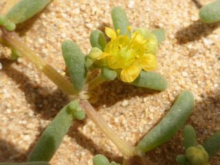 Tetraena simplex (L.) Beier & Thulin [5/5]