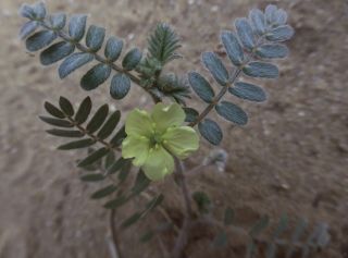 Tribulus macropterus Boiss. [1/2]