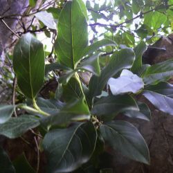 Adoxaceae