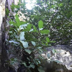 Viburnum tinus subsp. tinus