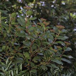 Viburnum tinus subsp. tinus
