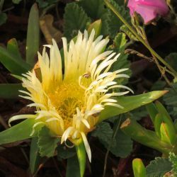 Carpobrotus edulis