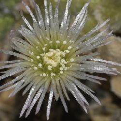 Mesembryanthemum crystallinum