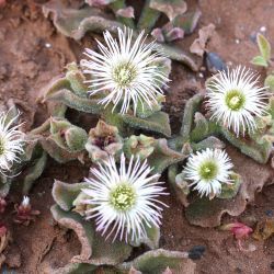 Mesembryanthemum crystallinum