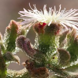 Mesembryanthemum crystallinum