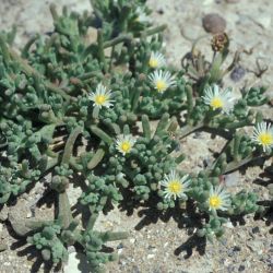 Aizoaceae