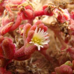 Mesembryanthemum nodiflorum