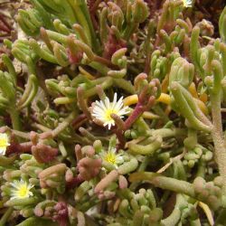 Mesembryanthemum nodiflorum