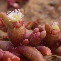 Opophytum theurkauffii