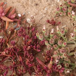 Opophytum theurkauffii