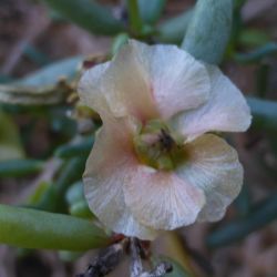 Afrosalsola divaricata subsp. gymnomaschala