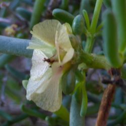 Afrosalsola divaricata subsp. gymnomaschala