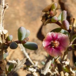 Afrosalsola divaricata subsp. gymnomaschala