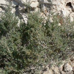 Afrosalsola divaricata subsp. gymnomaschala