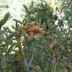 Afrosalsola divaricata subsp. gymnomaschala