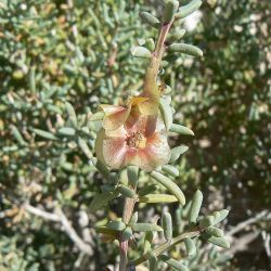 Afrosalsola divaricata subsp. gymnomaschala