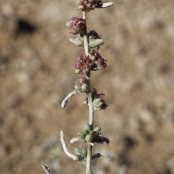 Agathophora alopecuroides