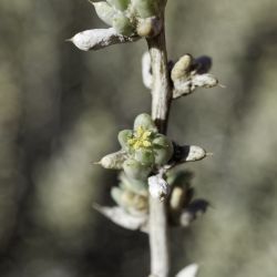 Agathophora alopecuroides