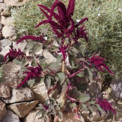 Amaranthus cruentus